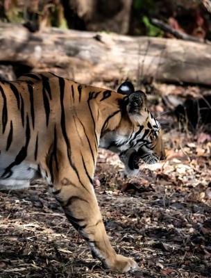 golden triangle with ranthambore